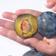 Саджанець Слива Чачакська рання (тип венгерка) в контейнері